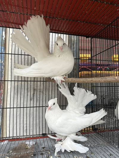 Top Quality indian lakka pair