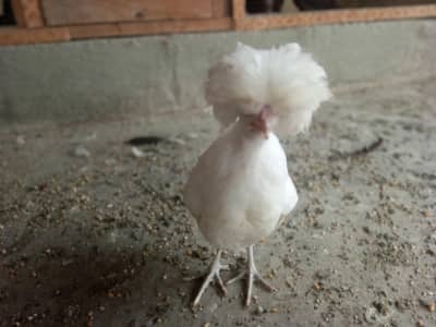 White Polish Fancy hens Chicks Available