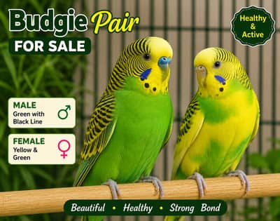 1 year +age breeder pair