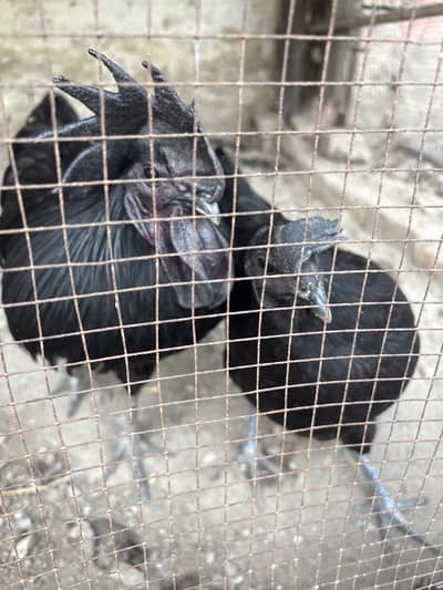 Confirm breeder AYAM CEMANI PAIR