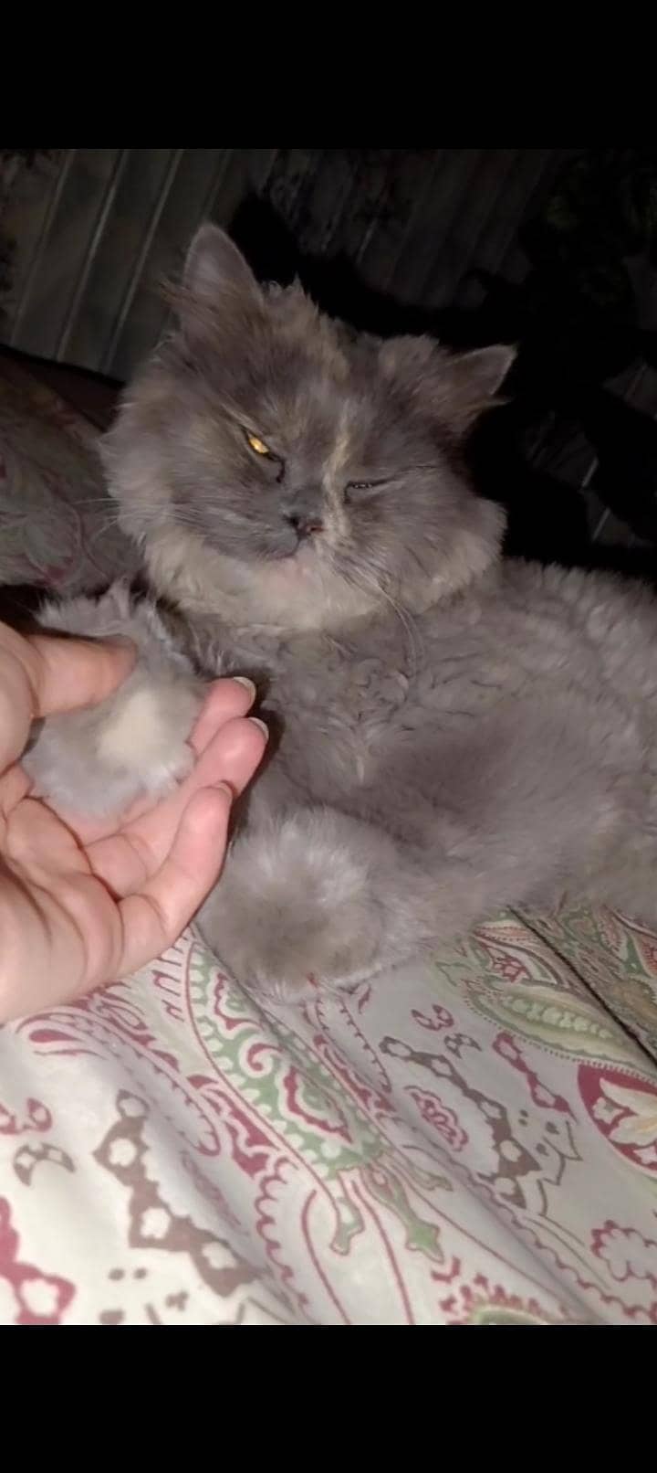 missing cat 0