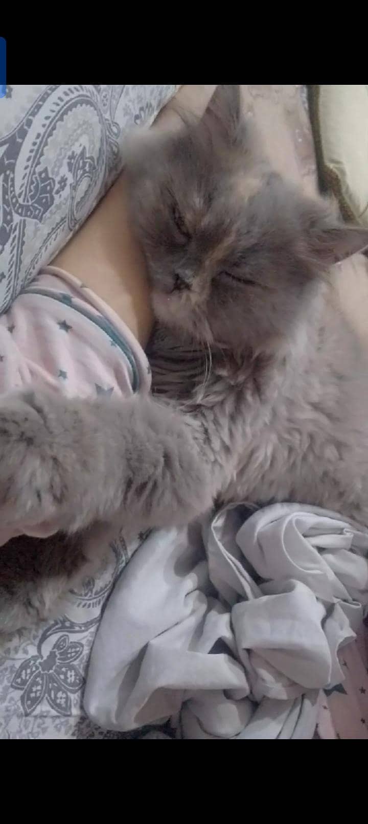 missing cat 1