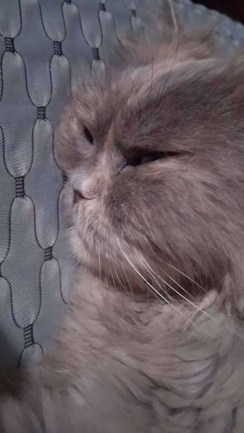 missing cat 2