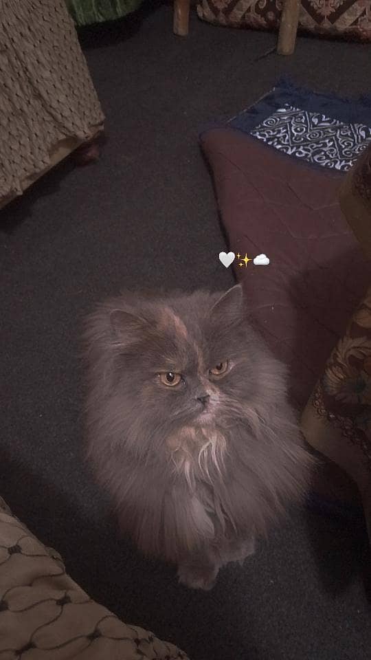 missing cat 3