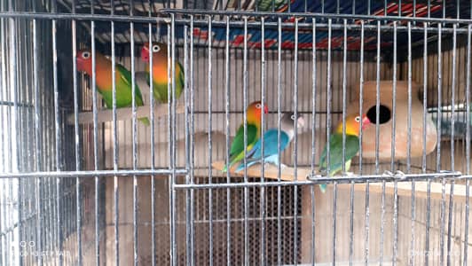 Lovebirds
