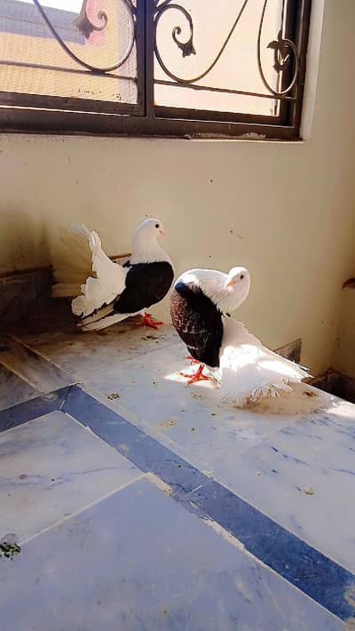 Two Males  English saddle lakky healthy and active