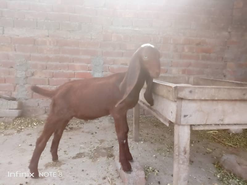 bakra 3