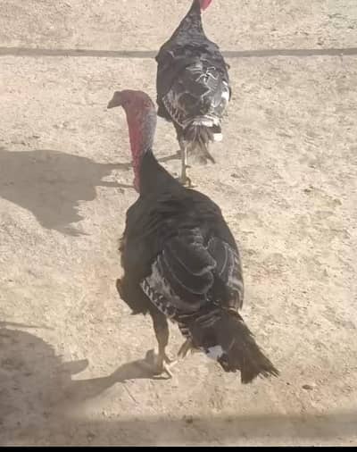 black turkey adult full size pair for sale