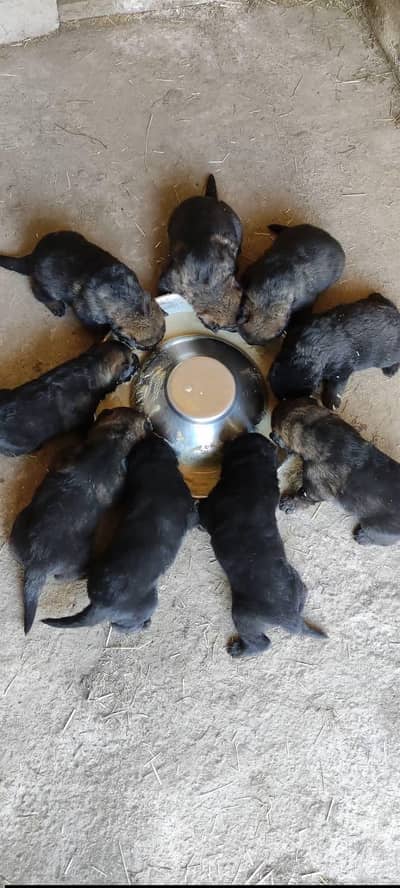 German Shepherd Pupp | Long Coated German Pupps | GSD | Pupps For Sale