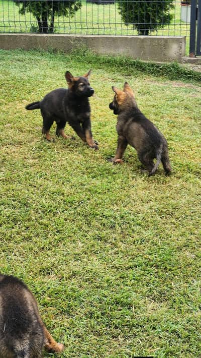 German Shepherd Pupp | Long Coated German Pupps | GSD | Pupps For Sale