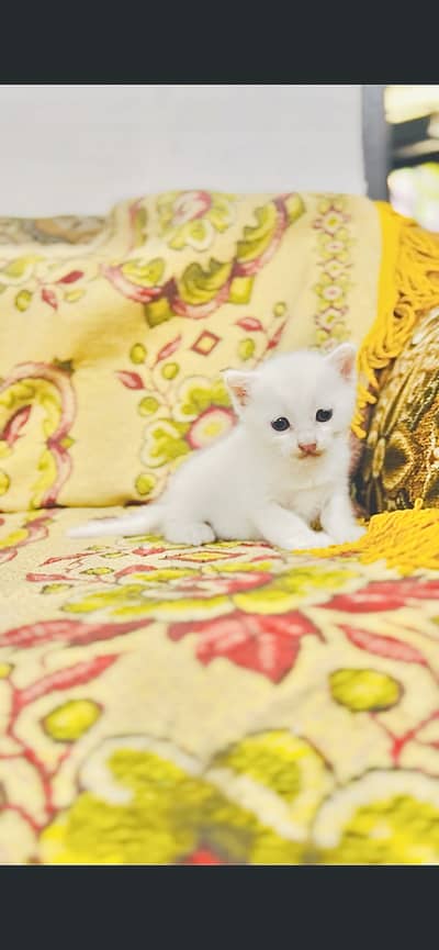 Turkish kitten