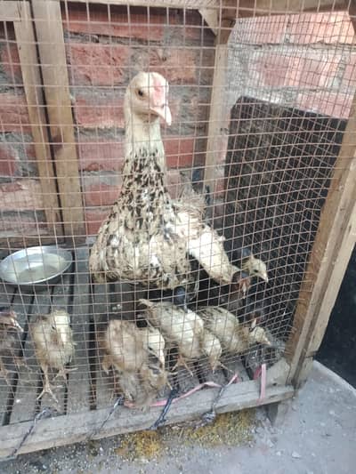 Shamo 3 chiks dragon 1 chicks