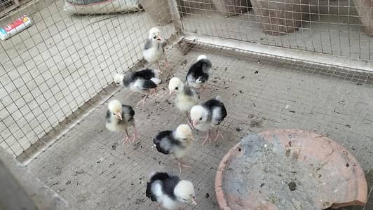 Black Polish Chicks