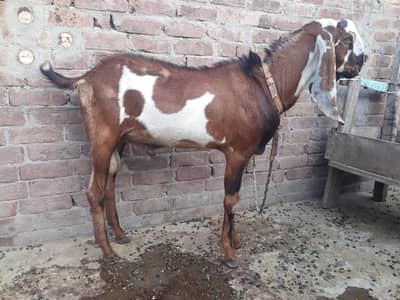 breeder Bakra for sale
