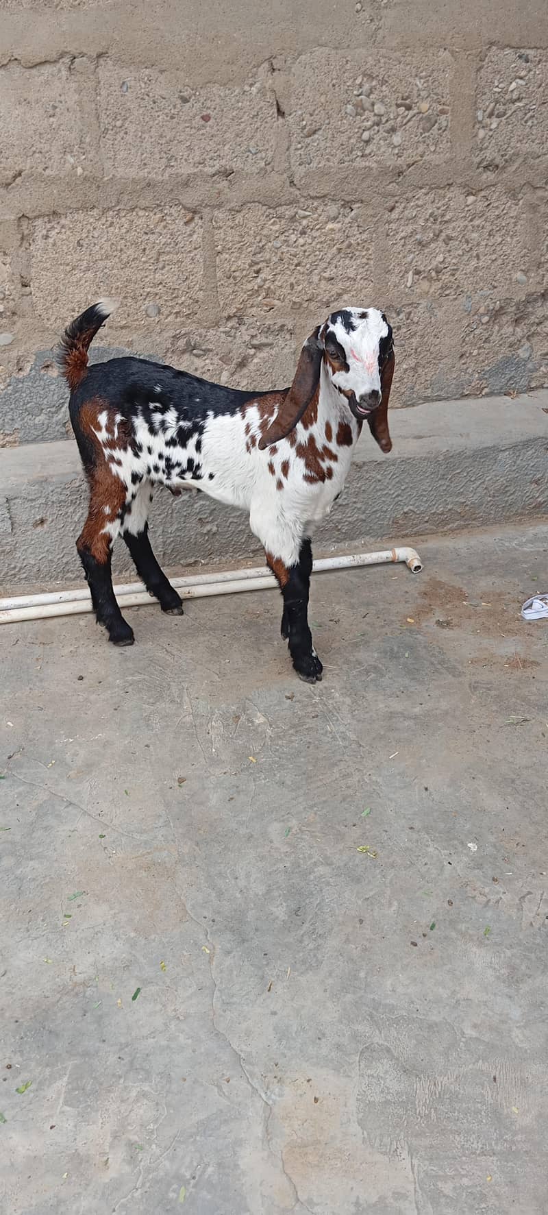 Bakra 1