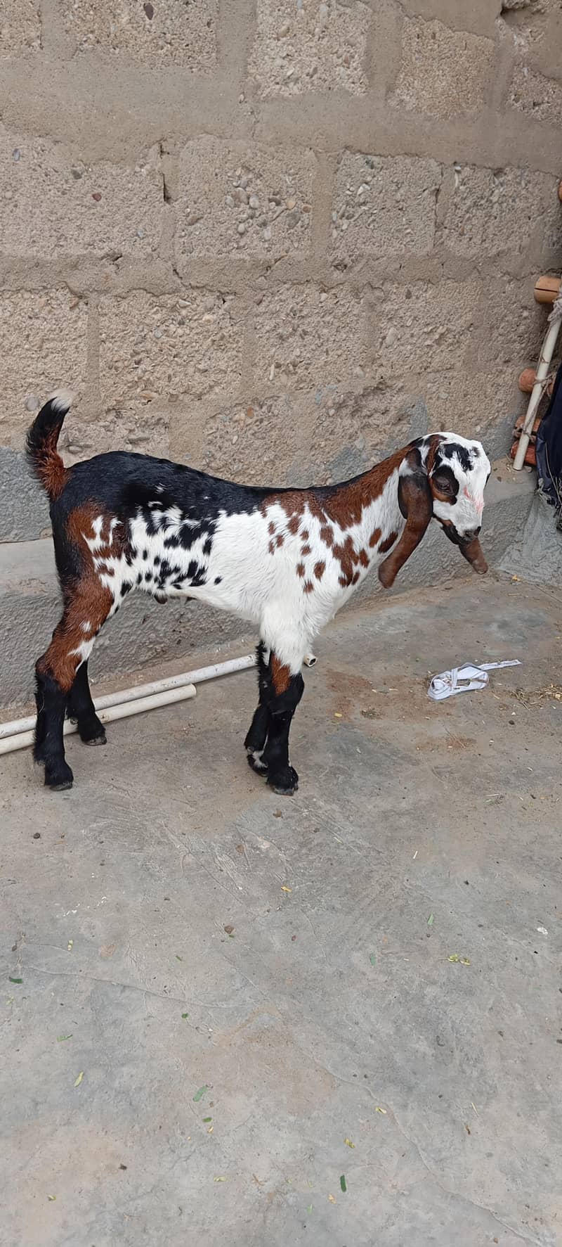 Bakra 2