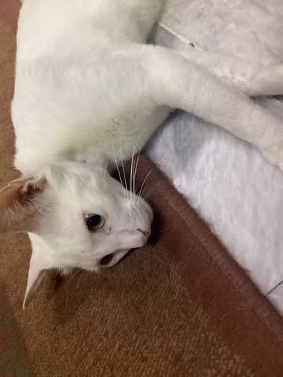 Persion cat for sale