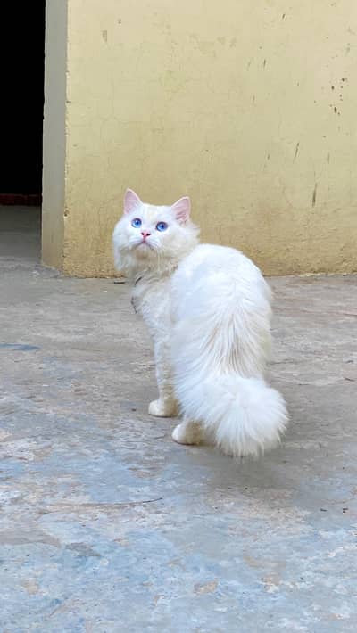 Persian cat