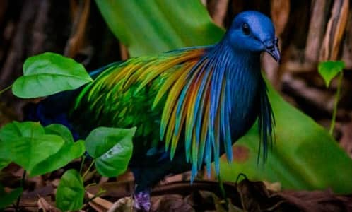 Nicobar Doves | Doves For Sale | Qumri | Fakhta | All kind of Doves