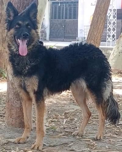 Belgian shepherd confirm breeder female for sale