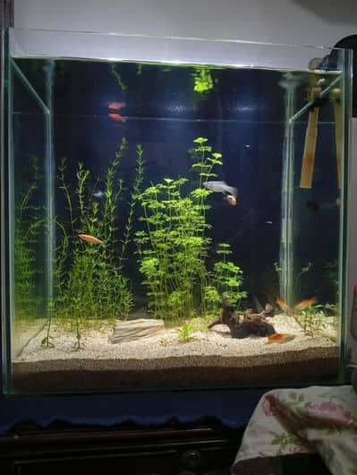 Aquarium with live plants and expensive fishes brand new