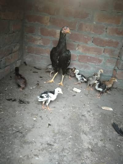 aseel chicks with murgi