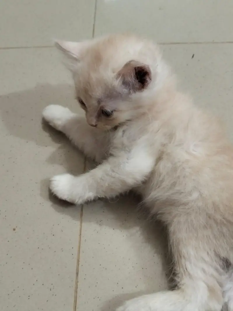 Turkish Cat