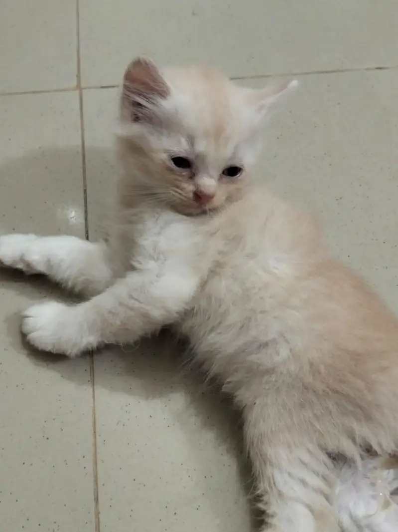 Turkish Cat — photo 2