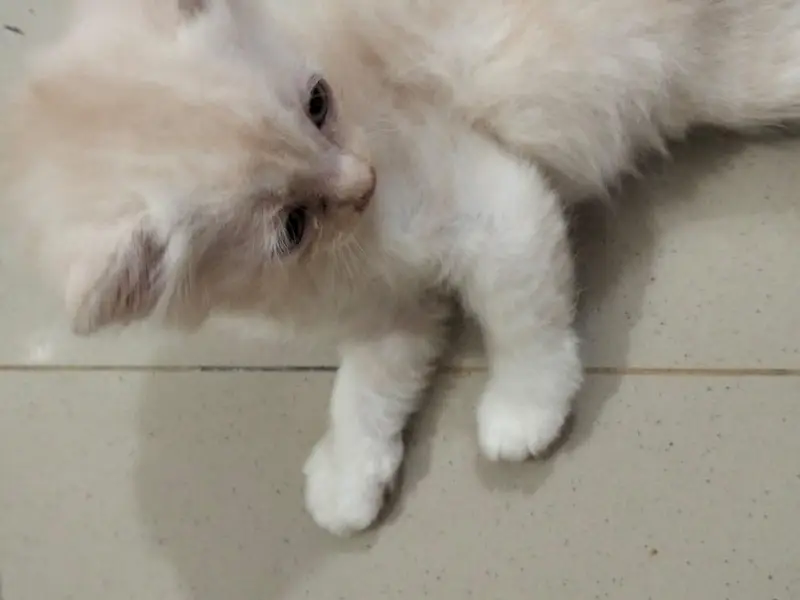 Turkish Cat — photo 3