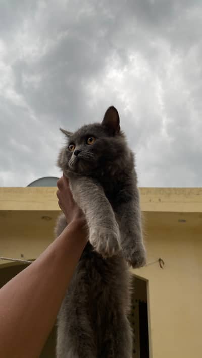 Persian cat