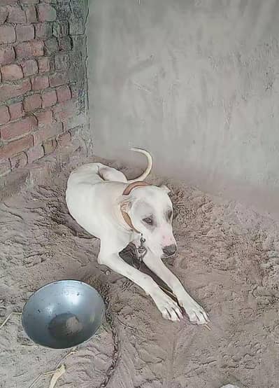 gultary+bully mix dog