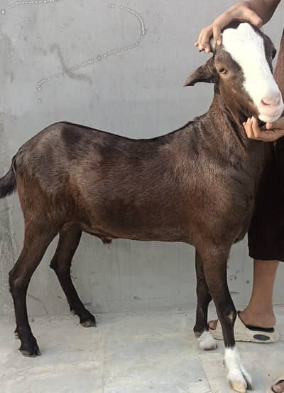 2 dant khassi tapre available Whatsapp 03152859378