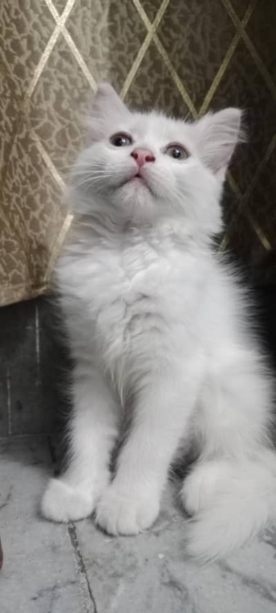 Persian cat