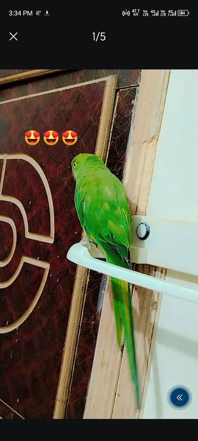 kashmeeri parrot
