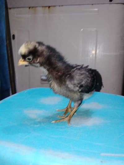 Coco Polish And Black Polish Mix Chick