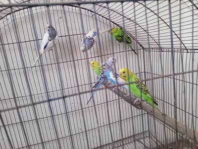 Astrila parrot