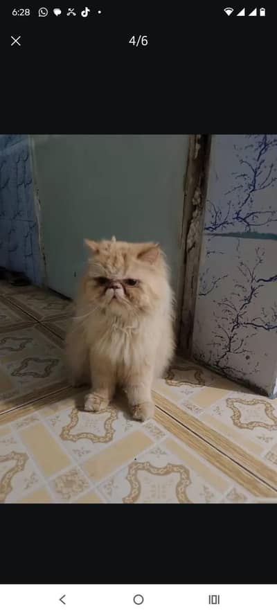 CFA blood line paiky female kitten and breedar female