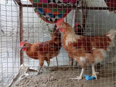 3- Golden Misri male murgay for sale