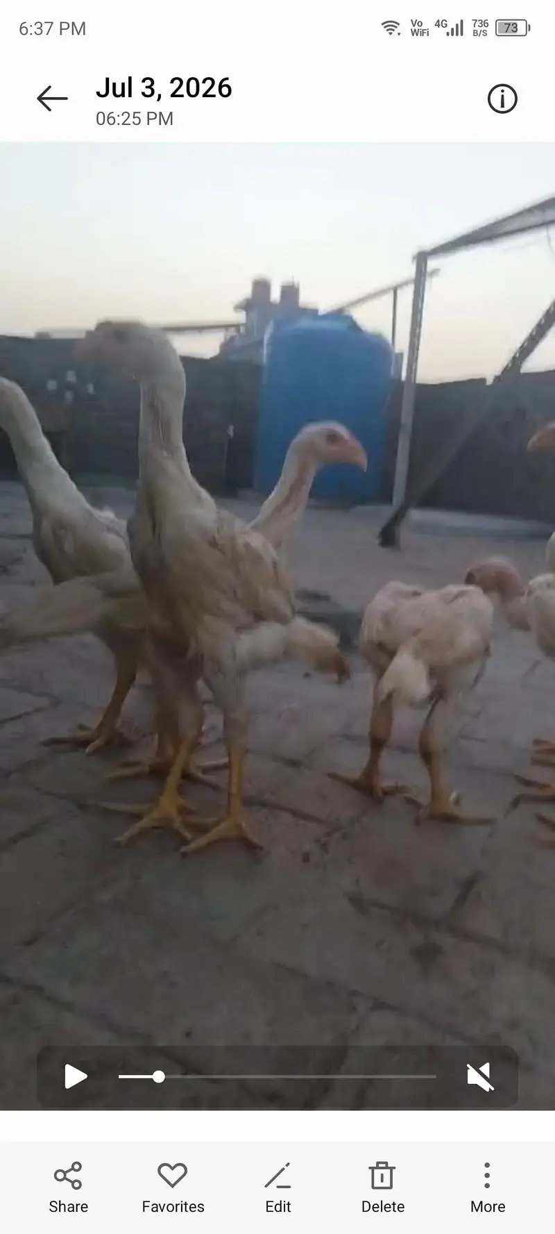 pure pepar wahit sahmo chiks total male ha — photo 5