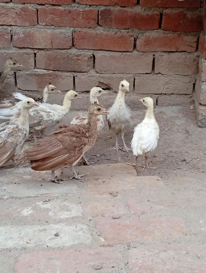 peacock Moor chicks for sale — photo 4