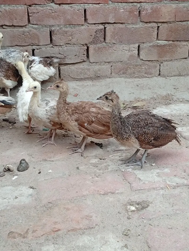 peacock Moor chicks for sale — photo 5