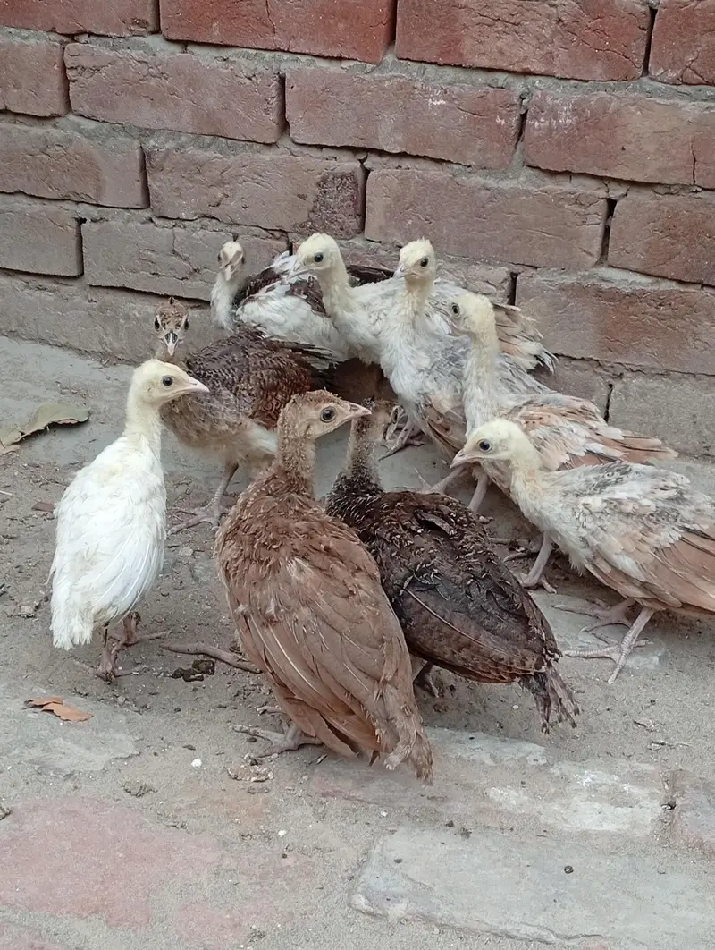 peacock Moor chicks for sale — photo 6