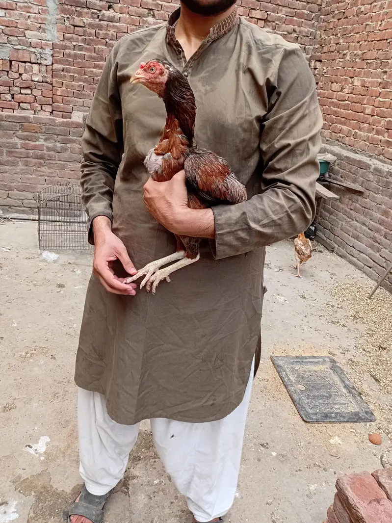 lakhi murgi available 03350661457 — photo 2