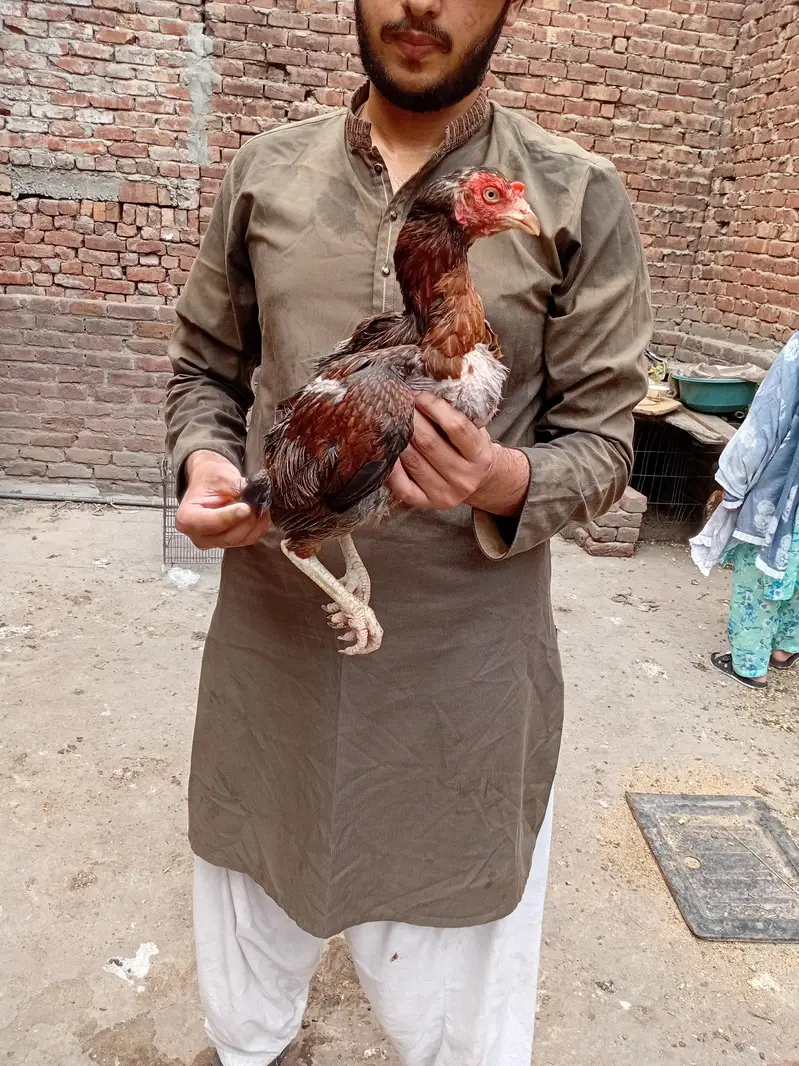 lakhi murgi available 03350661457 — photo 3