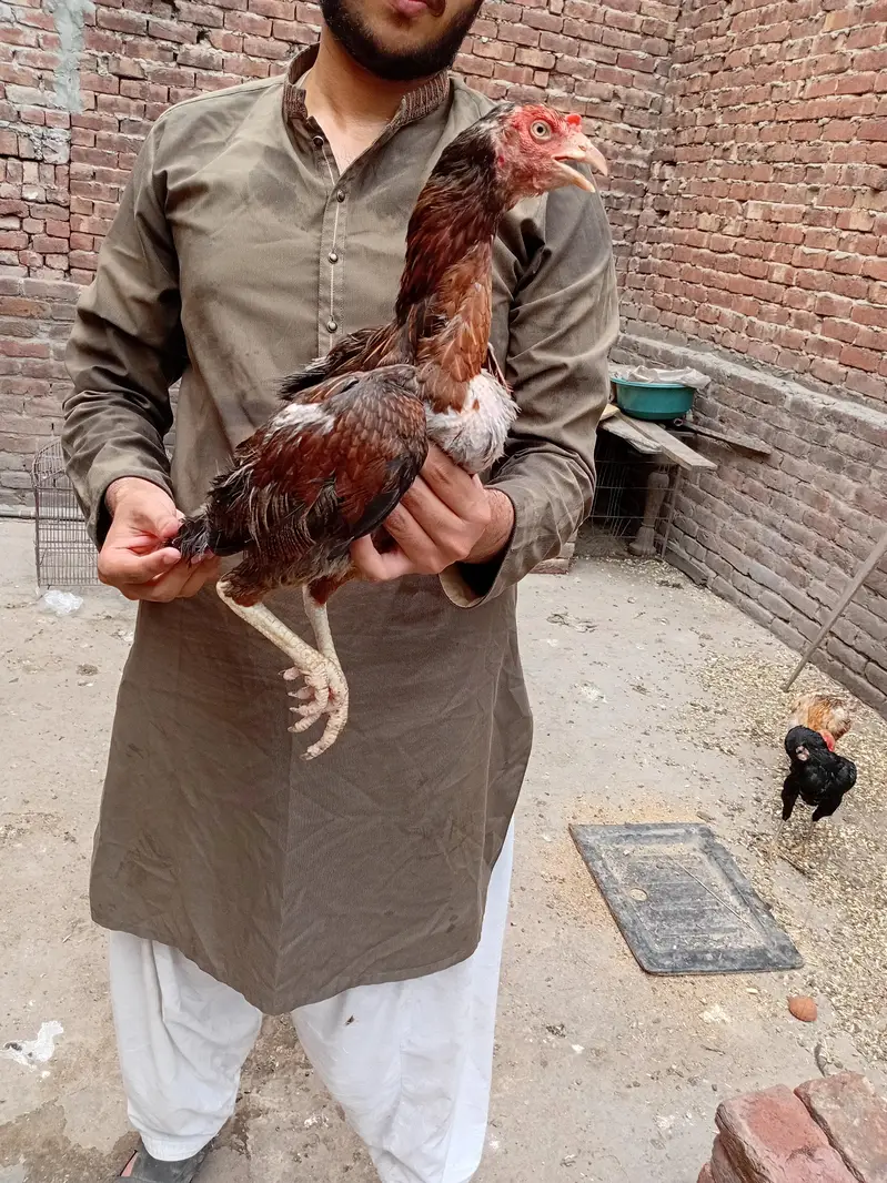 lakhi murgi available 03350661457 — photo 4