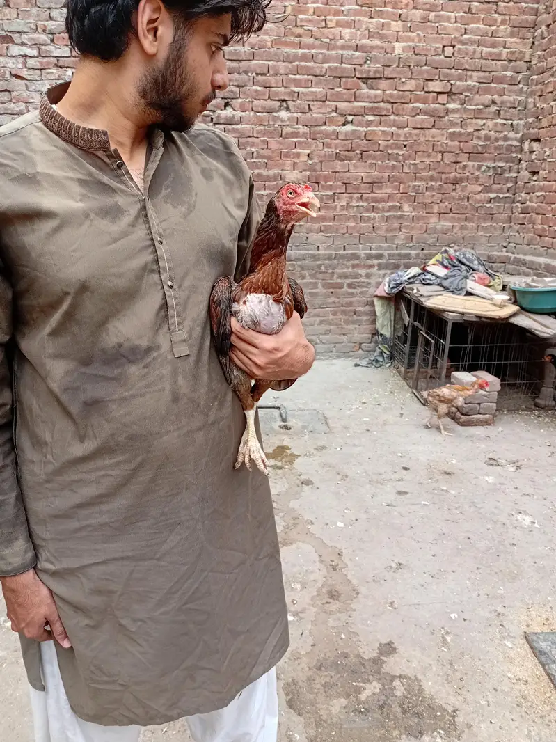 lakhi murgi available 03350661457 — photo 5