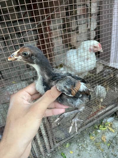 Aseel Chicks Supreme Quality (Buy 4, Get One Feeder Free)