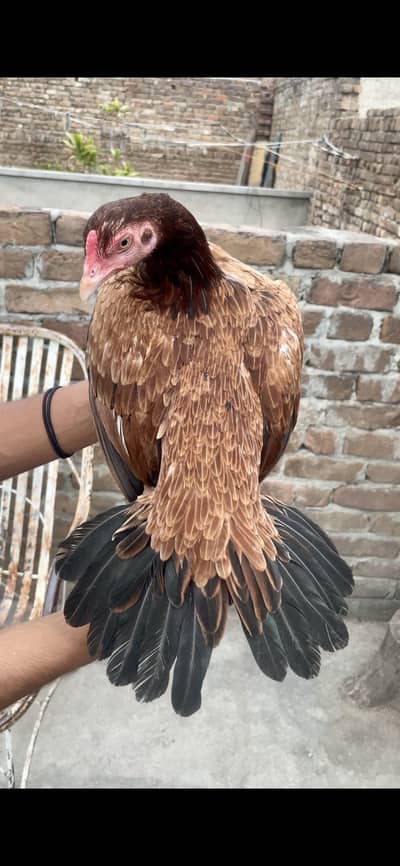 Quality wale Aseel female pathi white nokh nali ma