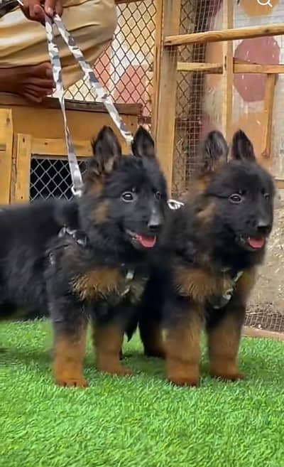 German Shepherd puppies long coated. 03317047936=more WhatsApp