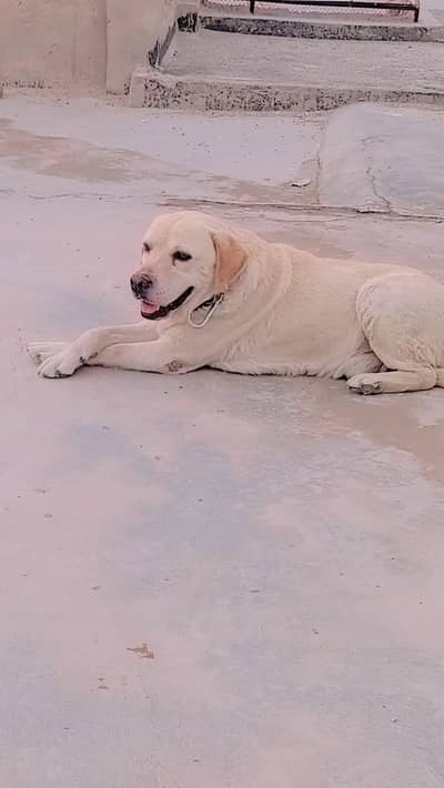 family Dog Labrador